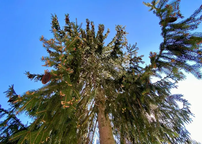 فندق Brunnwald باد ليونفيلدن